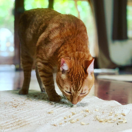 Supporting Your Cat's Healing Through Self-Selection Principles