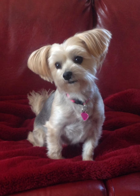 Heart Disease Success Story