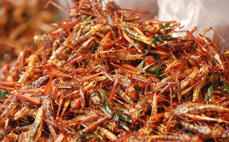 Insects as New Pet Food Ingredients?
