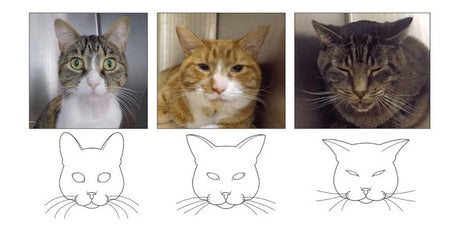 Is Your Cat in Pain? Use These Signs to Find Out