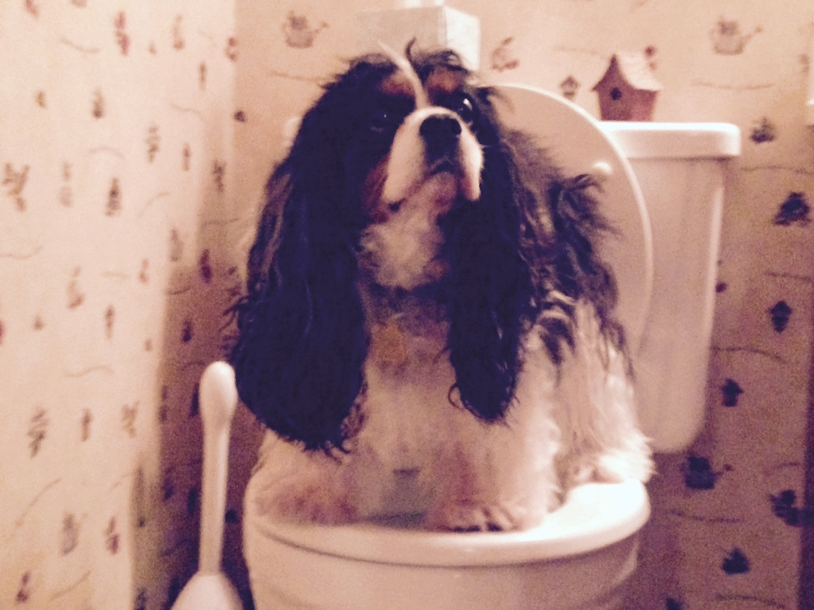 The Scoop on Poop