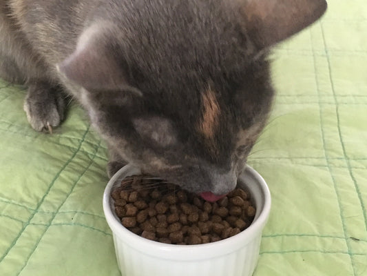 They Proved What We Already Knew - Cats Eating Dry Food Are More Likely to Develop Diabetes