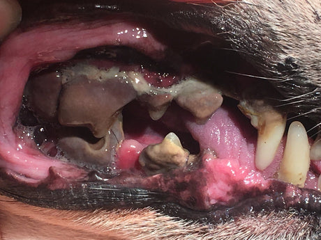 Kick Kibble to The Curb - Dental Myths