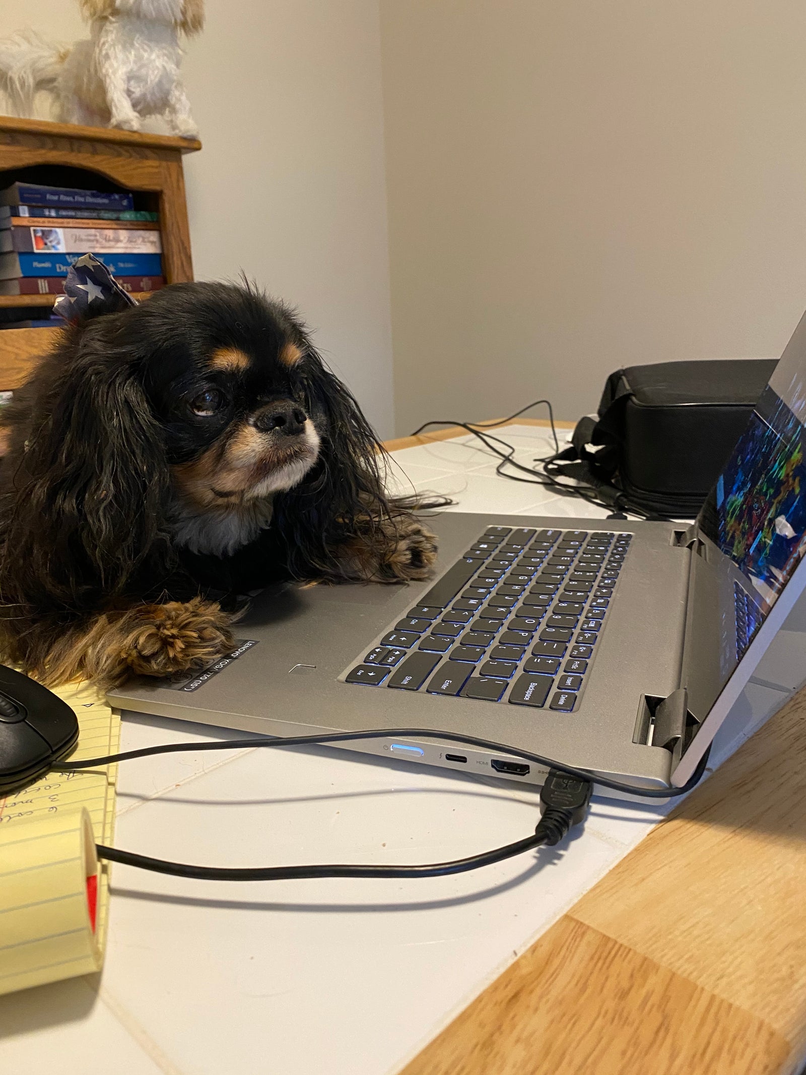 Working From Home With Pets