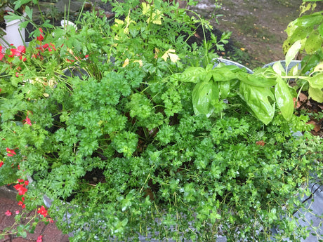 Herbs Are Great!