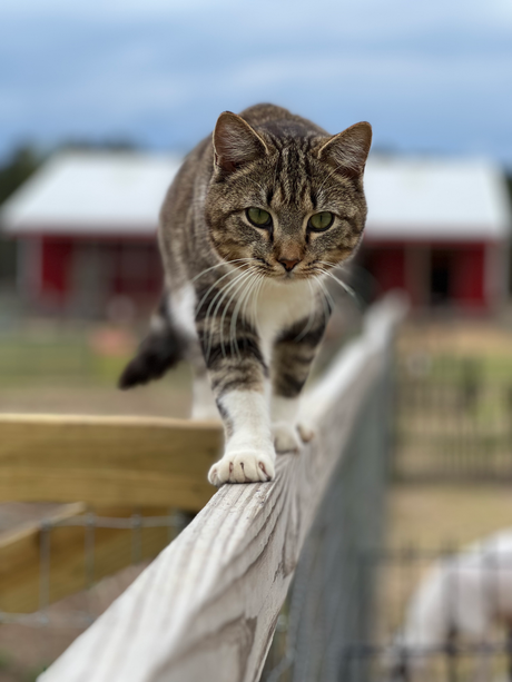 Intestinal Parasites in Cats & Dogs