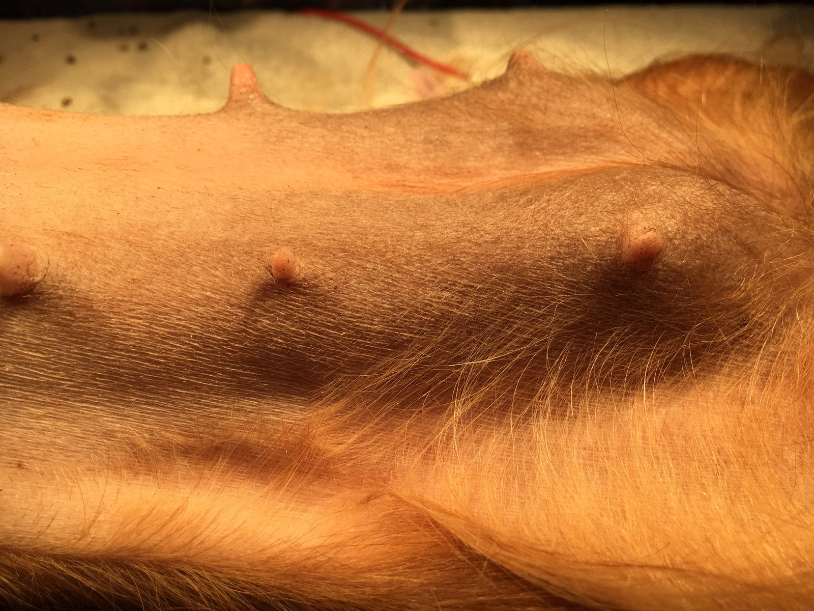To Spay or Not to Spay?