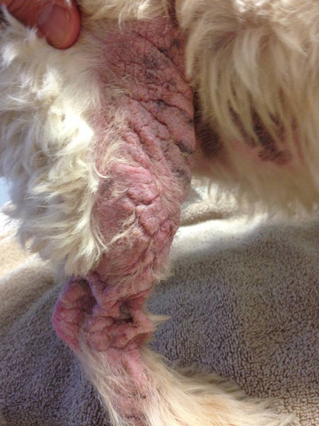 Apoquel- A Shocking Drug Statistic