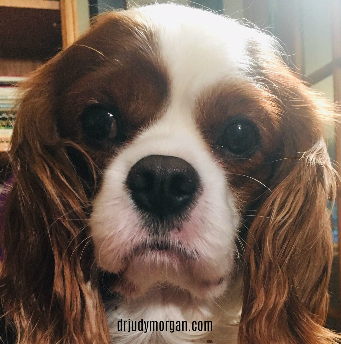 Five Genetic Diseases of Cavalier King Charles Spaniels