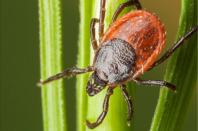 Lyme Disease in Dogs