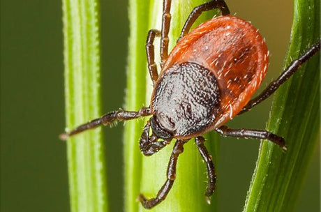 Lyme Disease in Dogs