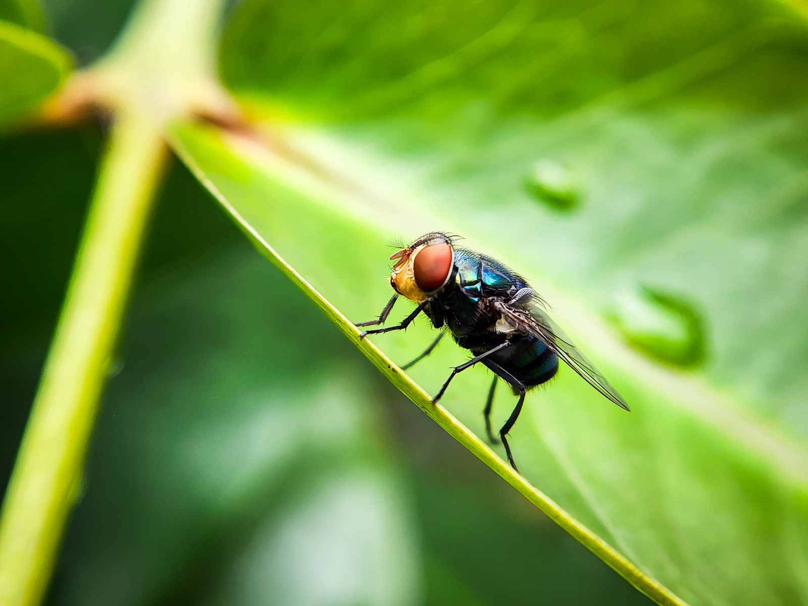Cochliomyia hominivorax, the New World screw-worm fly on a bright green leaf.
