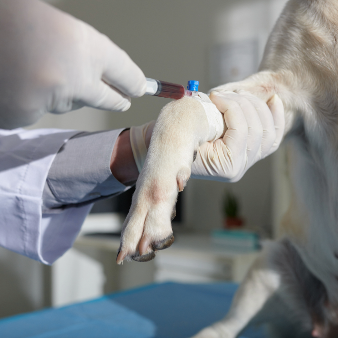 Titer Testing for Dogs and Cats