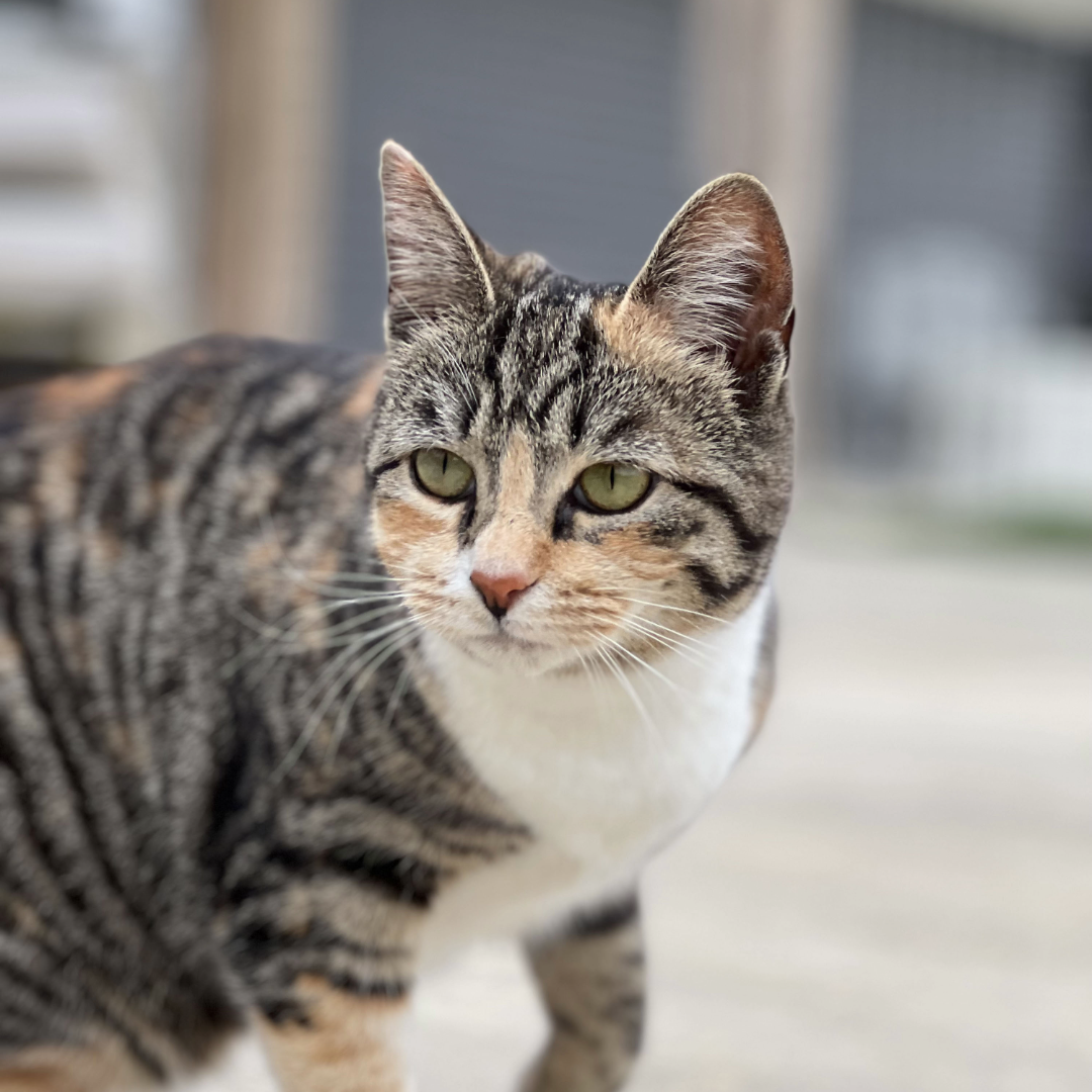 Complete Chicken Recipe for Cats