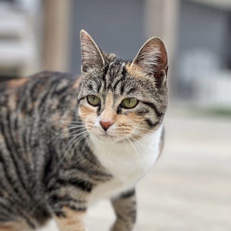 Complete Chicken Recipe for Cats
