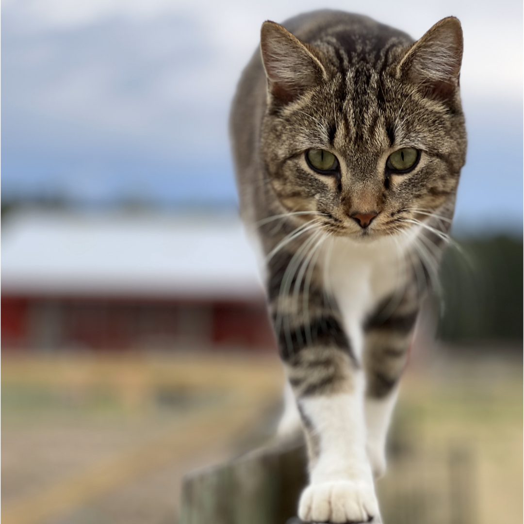 The Importance of Environmental Enrichment for Indoor Cats