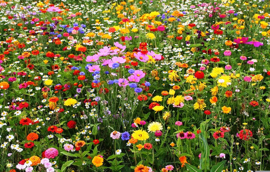 Flower Essences Can Modify Behavior