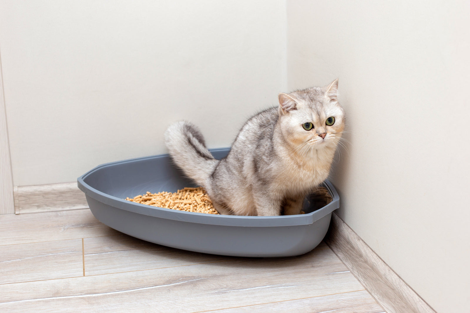 Cystitis in Dogs and Cats