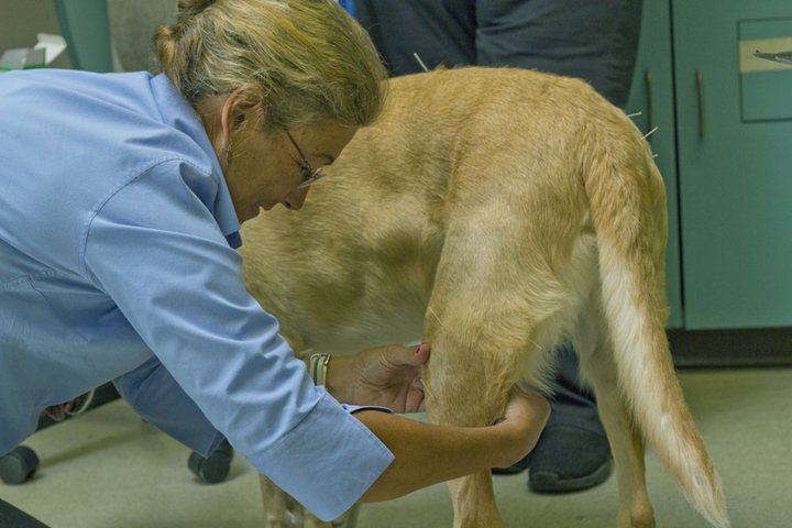 Need a Holistic Veterinarian?