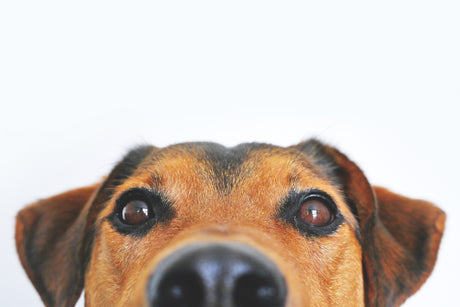 20 Harmful Ingredients in Pet Food