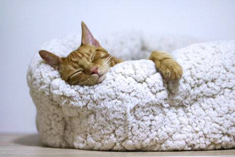 Keep Pets Warm and Cozy This Winter