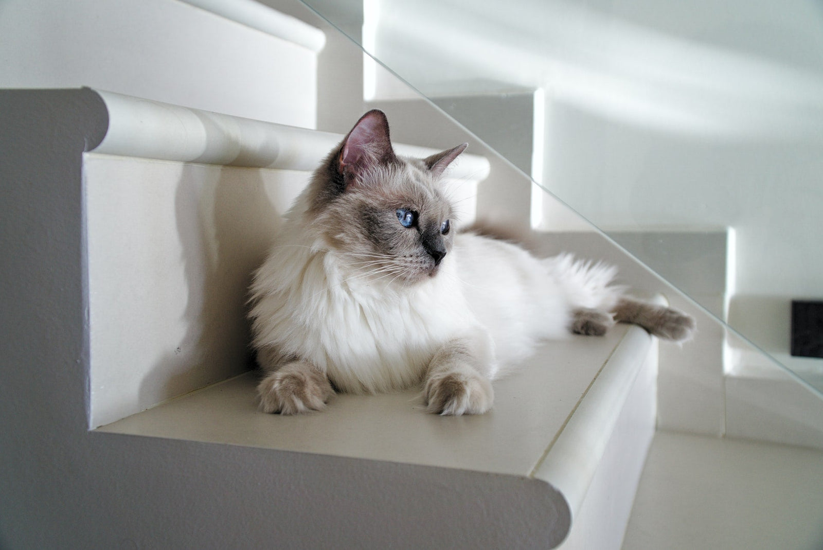 Common Genetic Diseases of Ragdoll Cats