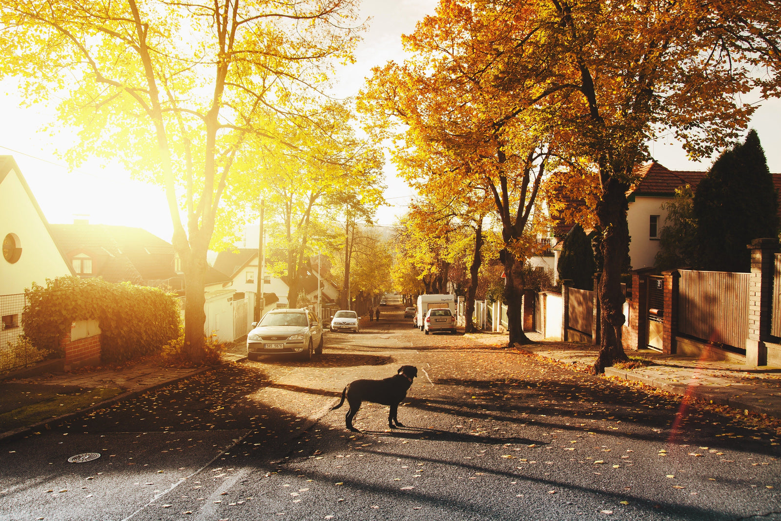 Moving Safely With Your Pets