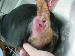 Anal Glands - To Squeeze or Not to Squeeze?