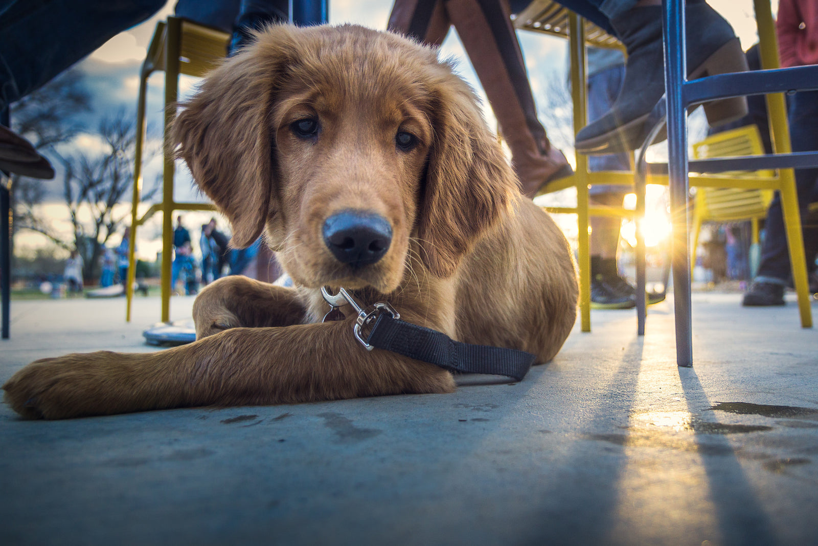 4 Tips for Teaching Your Pooch Good Habits and Dog Etiquette