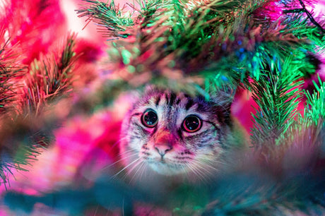 Holiday Health Hazards for Pets