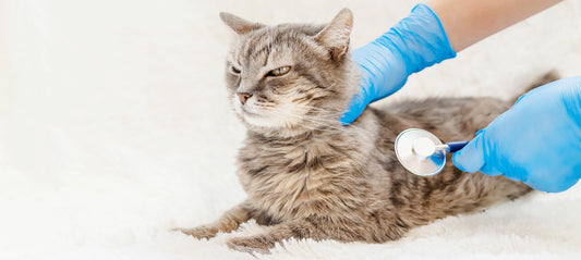 Triaditis in Cats – Three Times the Problem