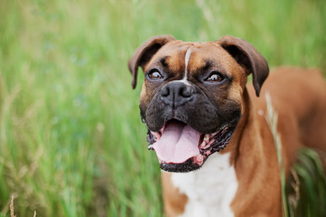 Five Genetic Diseases of Boxers