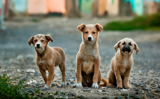 Can Pets Get Coronavirus? Here’s What You Need To Know Before Traveling Overseas With Your Pet