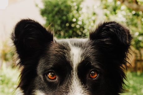 The Eyes Have It
