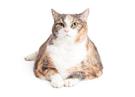 Fatty Liver Disease in Cats