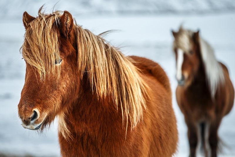 Feeding the Horse with Winter Laminitis