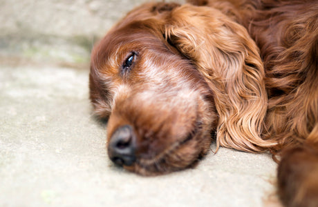 Hospice and Palliative Care for Pets