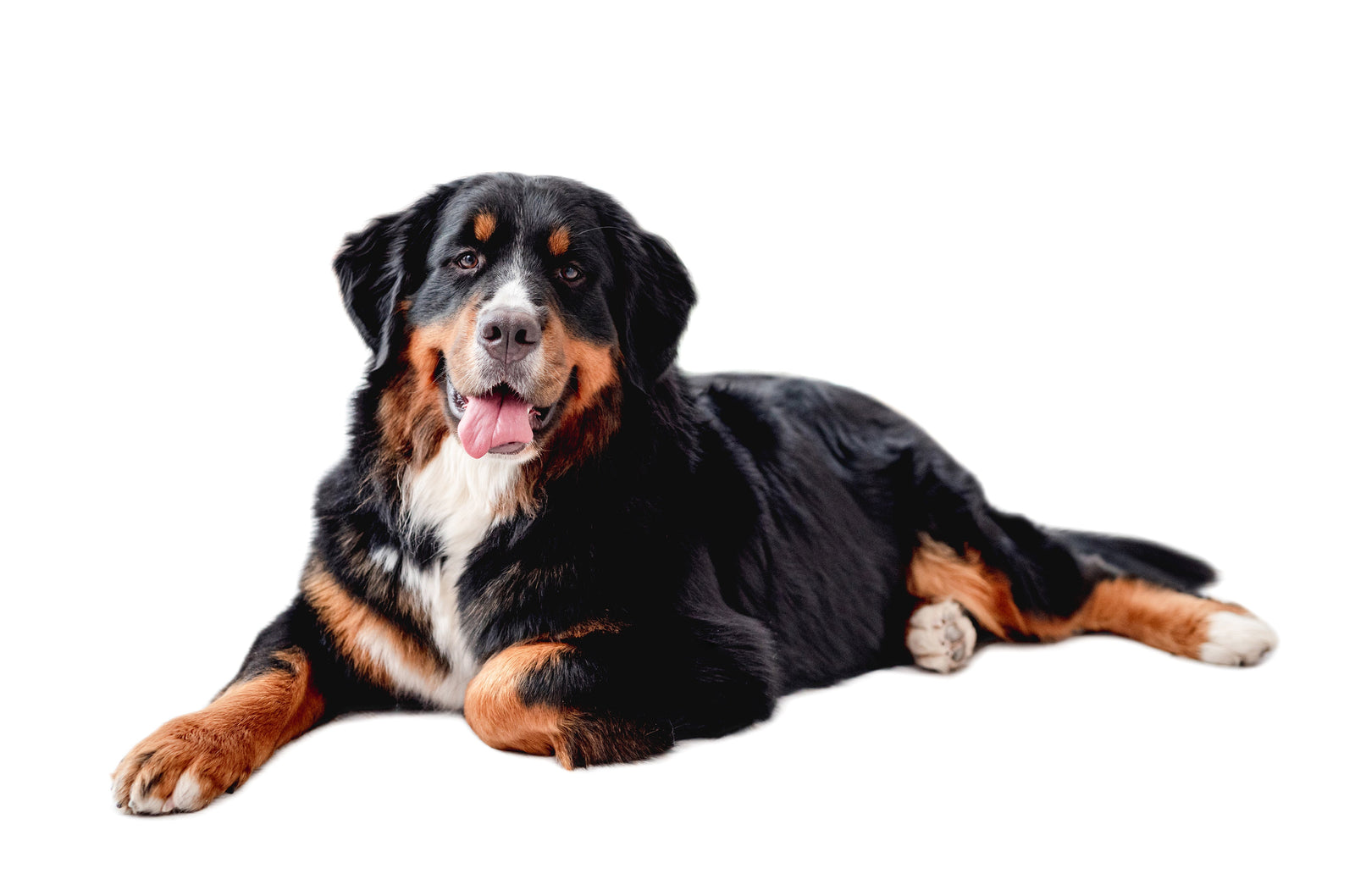 Supporting Spayed and Neutered Pets