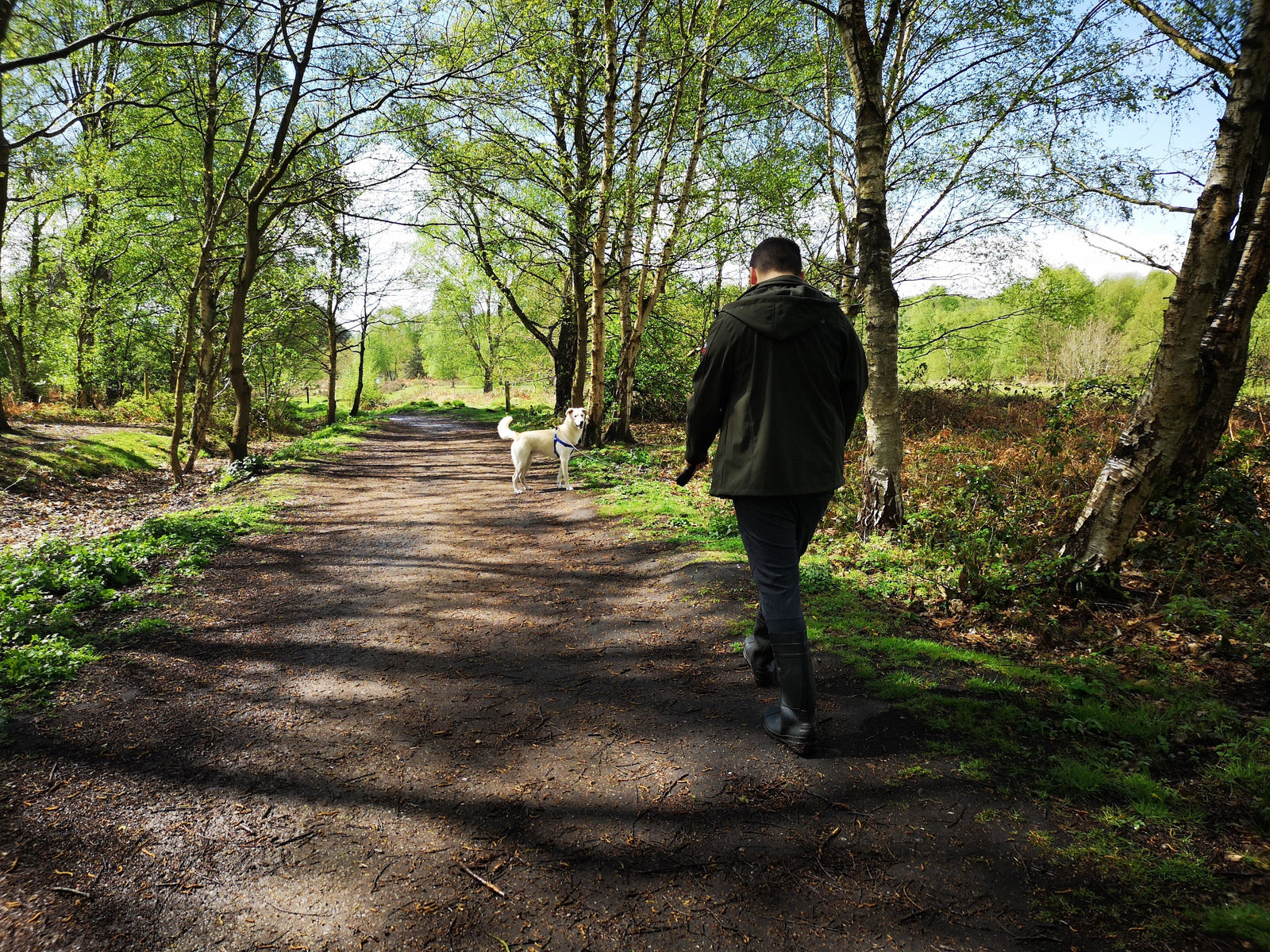 Tips To Prevent Ligament Injuries When Walking Your Dog