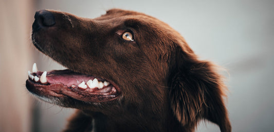 Dental Disease in Pets - Causes, Treatment, and Prevention