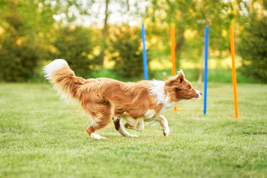 The Importance of Training your Pet