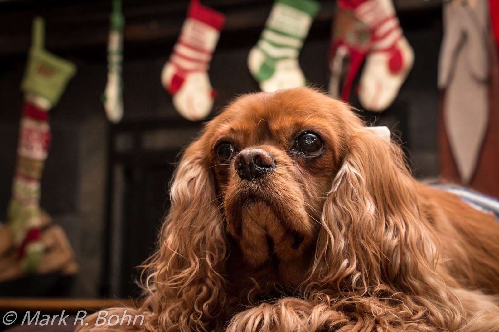Holiday Dangers for Pets