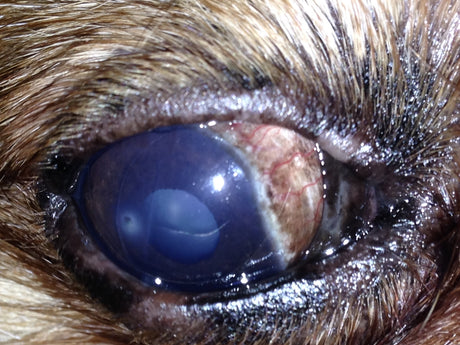 Eyes- Don't Wait on These Emergencies