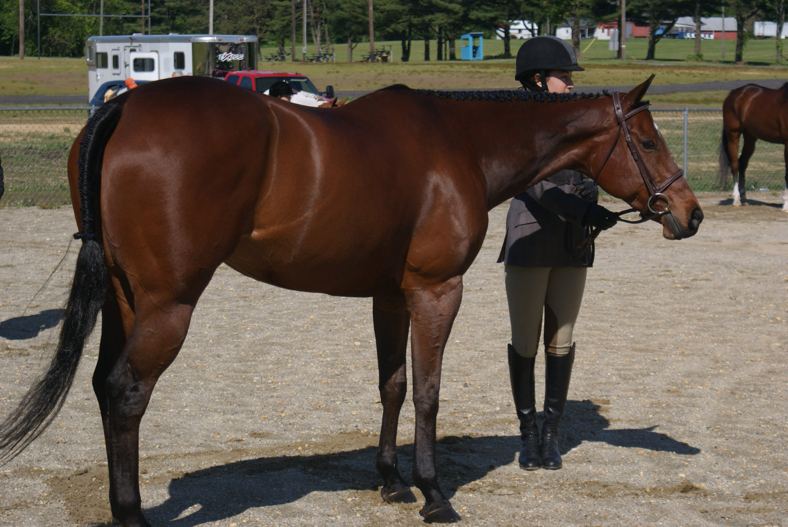 Know How to Care Best for Horses with Heaves 