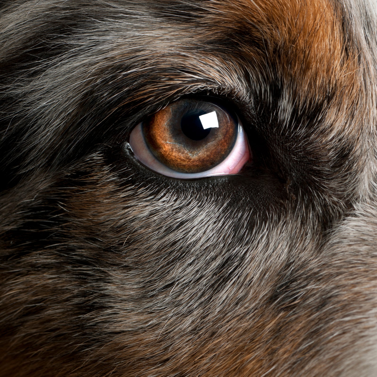 A Proactive Vision for Maintaining Eye Health