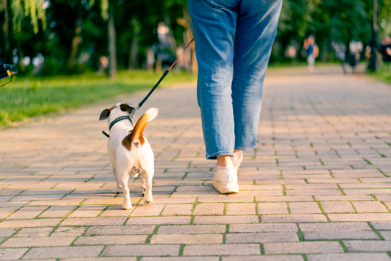 A small dog is walked on a leash by an adult in an urban park setting on a sunny day. The dog, who is white with brown markings, trots on a brick walkway lined with trees. The adult wears blue jeans and white shoes.