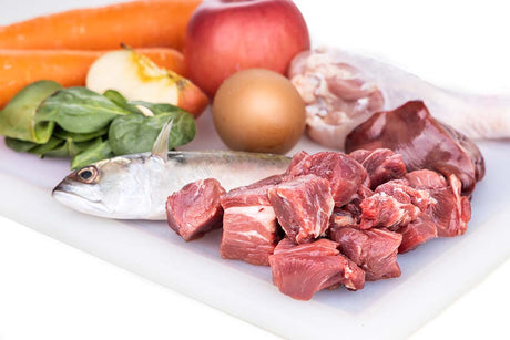The Importance of a Healthy Microbiome in Your Pet