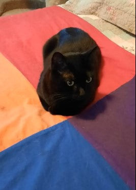 How to use colour therapy with your cat