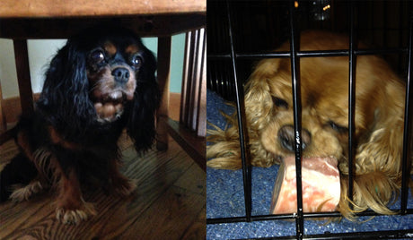 To Crate or Not To Crate