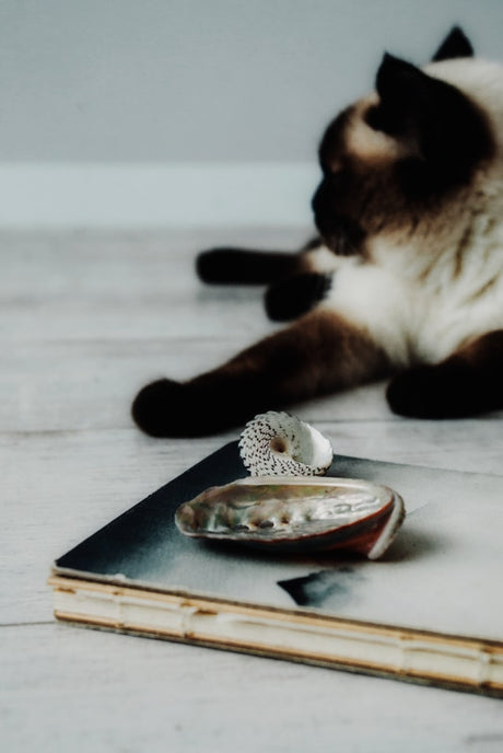 The Importance of Taurine in Your Pet's Diet